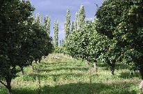 Finca Colonia Elena
