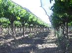 Finca en El Cerrito - San Rafael