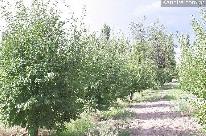 Finca Colonia Elena - ciruelas D´Agen