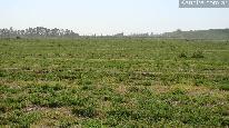 Campo 500 ha - alfafa
