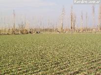 Finca 577 ha D