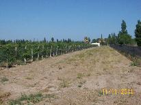 finca