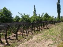 finca