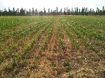 Fincas